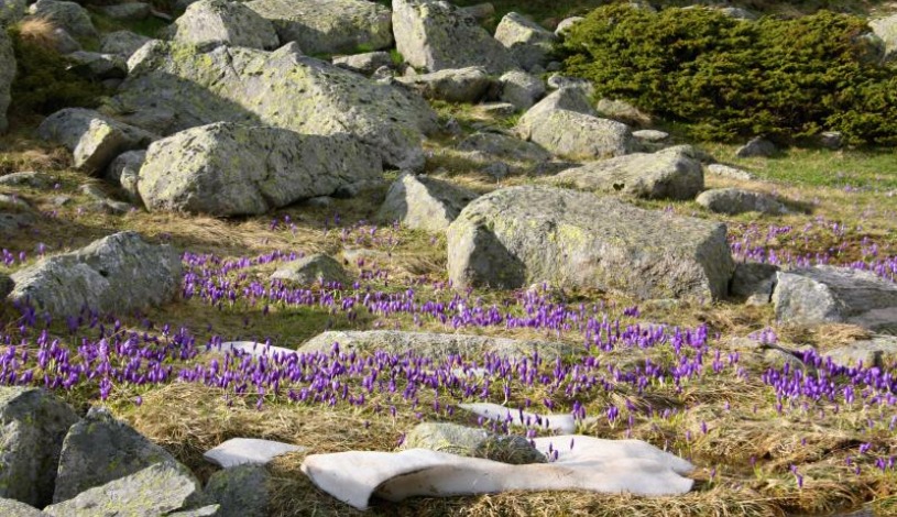 Hotel CROCUS **** Vysoké Tatry